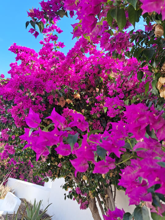 Gartenanlage Hotel Las Costas