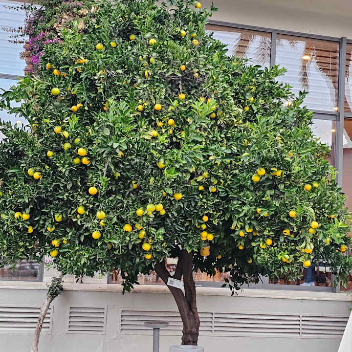 Gastro Arum Barut Collection