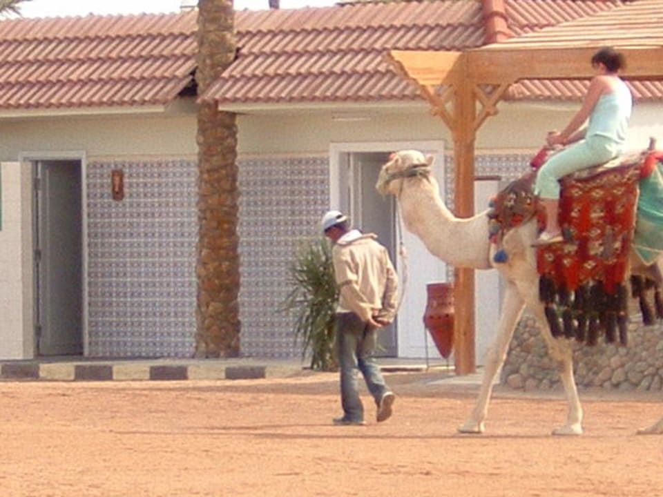 Kamelreiten direkt am Strand Pickalbatros Dana Beach Resort - Hurghada