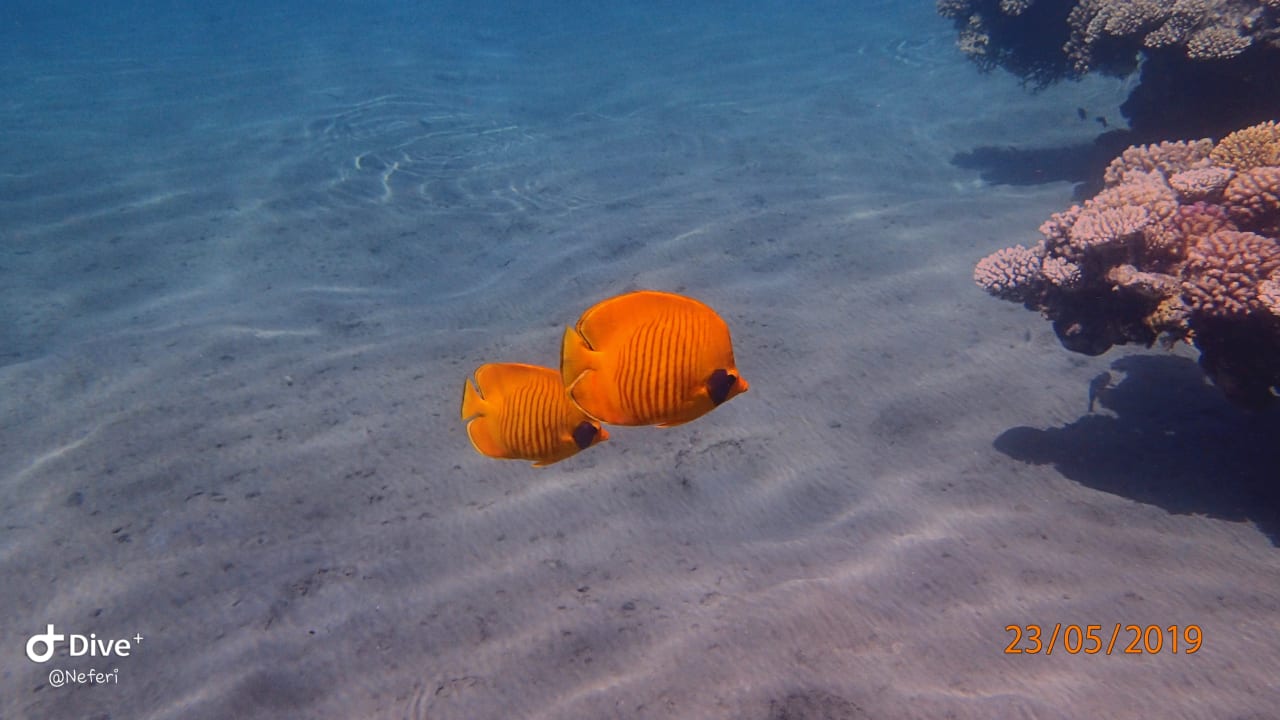 Sport & Freizeit Shams Alam Beach Resort