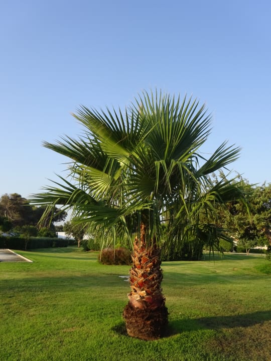 Gartenanlage VOI Alimini Resort