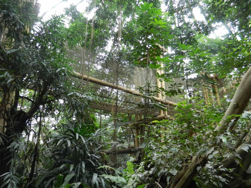 Jungle Dome Ansicht  Center Parcs Het Heijderbos