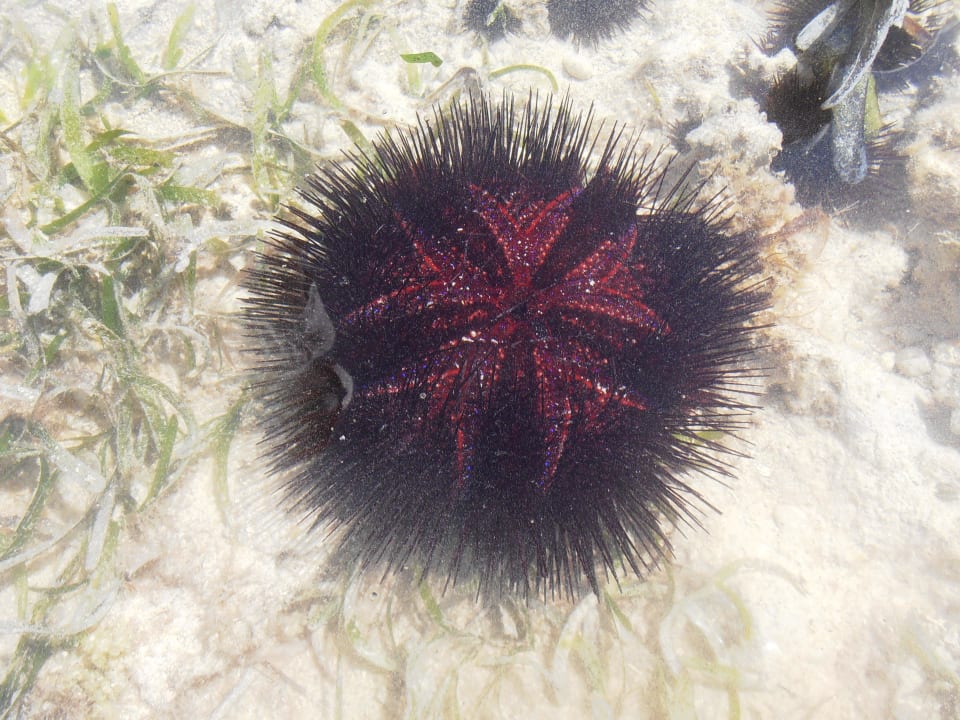 Seeigel rot, gefährlich Hotel Papillon Lagoon Reef