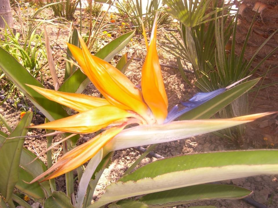 Wunderschöne Blumen Lindos Princess Beach Resort & Spa