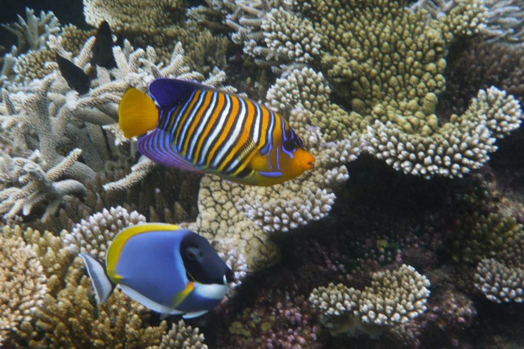 Unterwasserwelt Angaga Island Resort