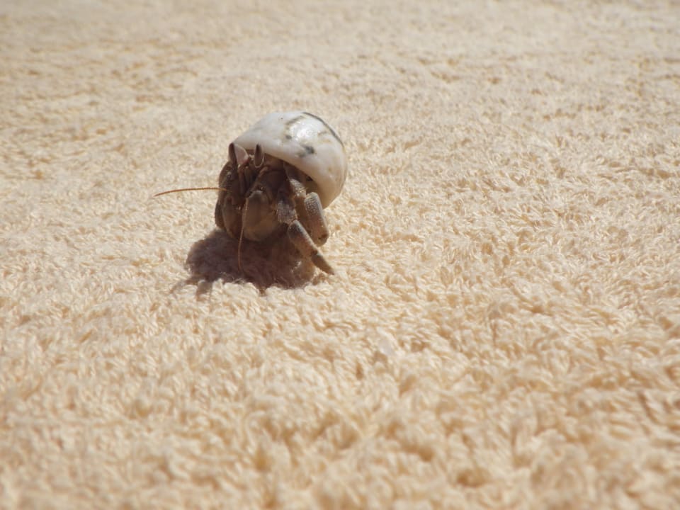 Strand Jaz Dar EL Madina