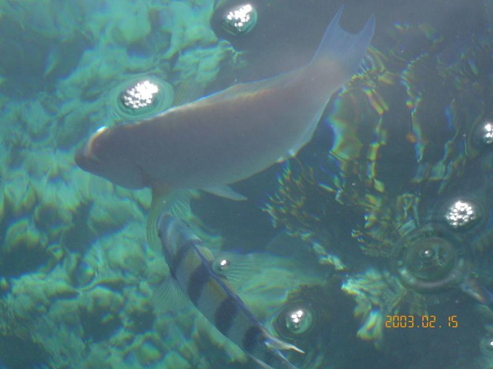 Rafa Sultan Gardens Resort