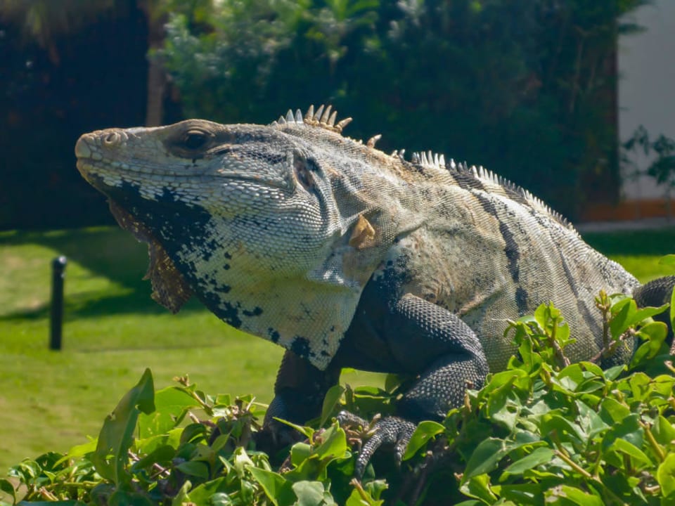 Leguan H10 Ocean Maya Royale - Adults only
