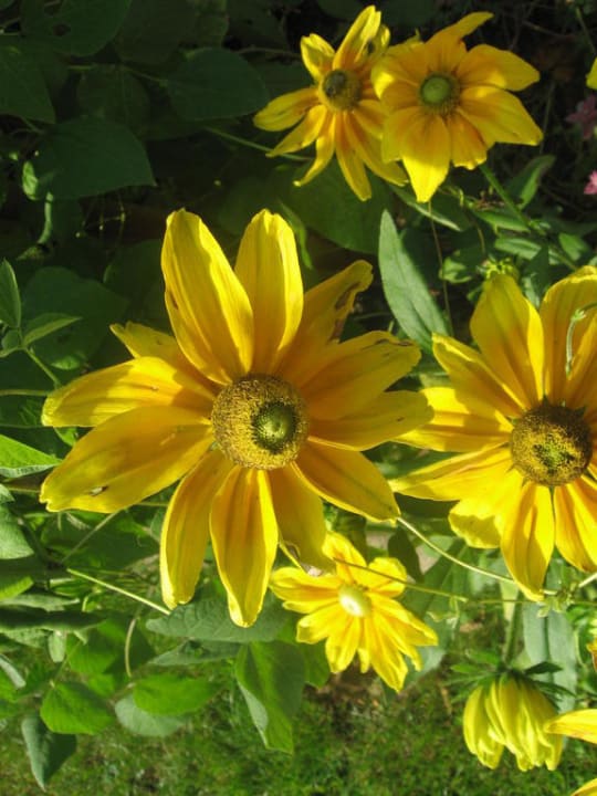 Sommerbepflanzung Wiesenlehen Ferienwohnungen Wiesenlehen