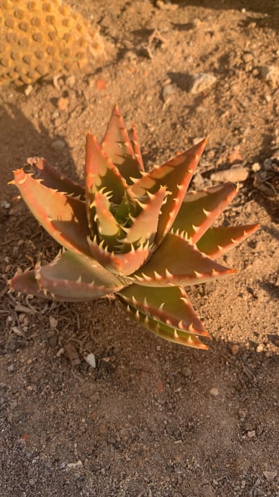 Gastro Universal Hotel Cabo Blanco - Adults Only