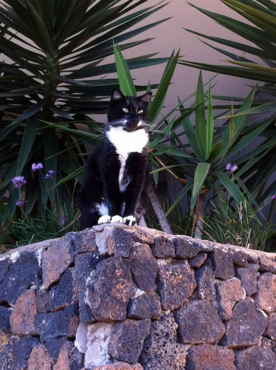 Die Riu-Katze  Hotel Riu Oliva Beach - Hotel