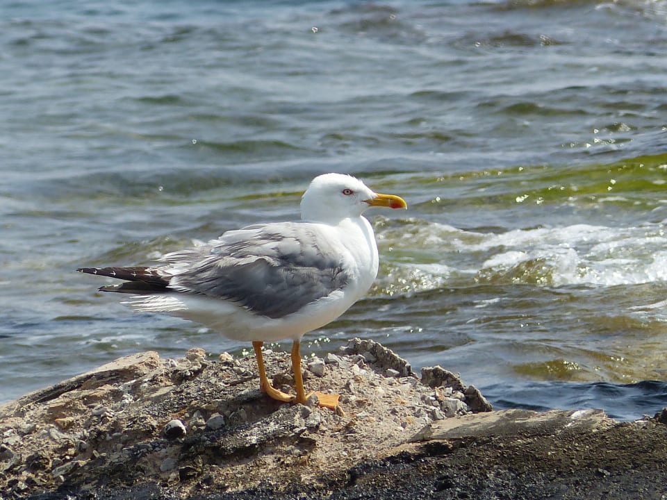 Strand Hotel Kalithea Horizon Royal