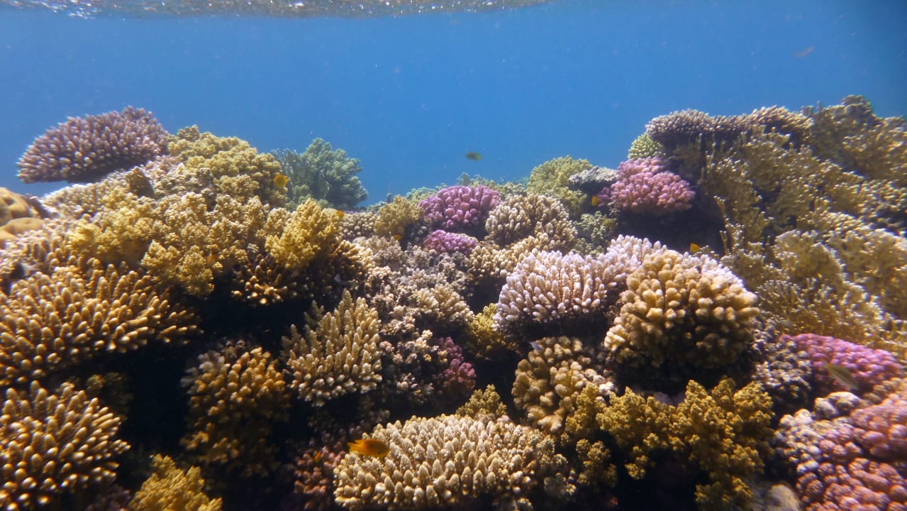 Sport & Freizeit Shams Alam Beach Resort