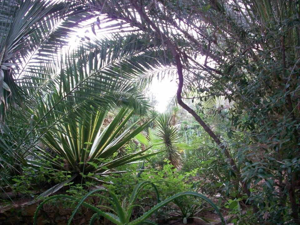 Ausblick vom Zimmer in den Garten Hotel Osiris