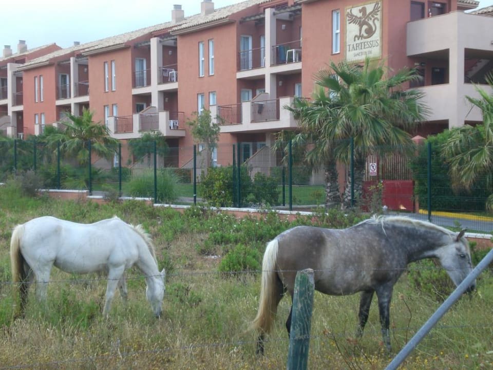 Außenansicht Ilunion Sancti Petri