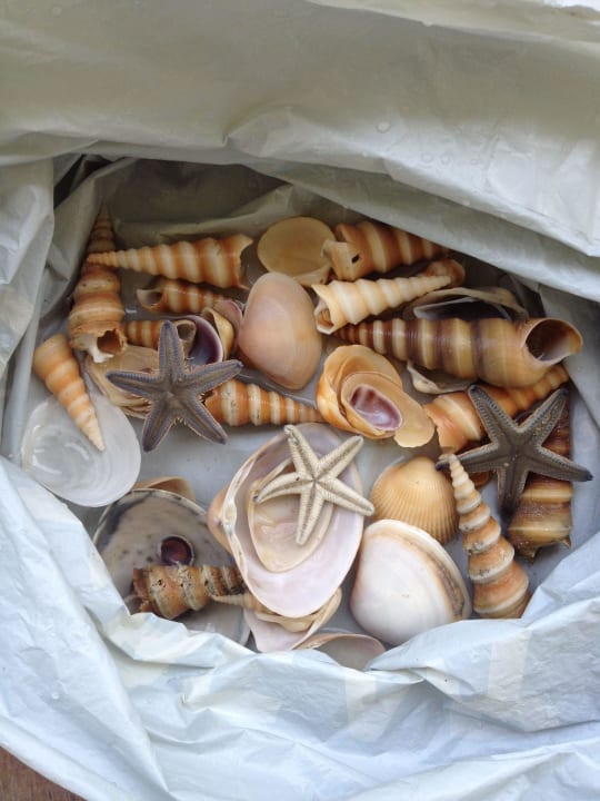 Muscheln aus dem Hotelstrand Hotel Beleza By The Beach