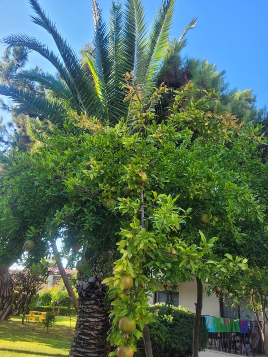 Gartenanlage Hotel Club Nena