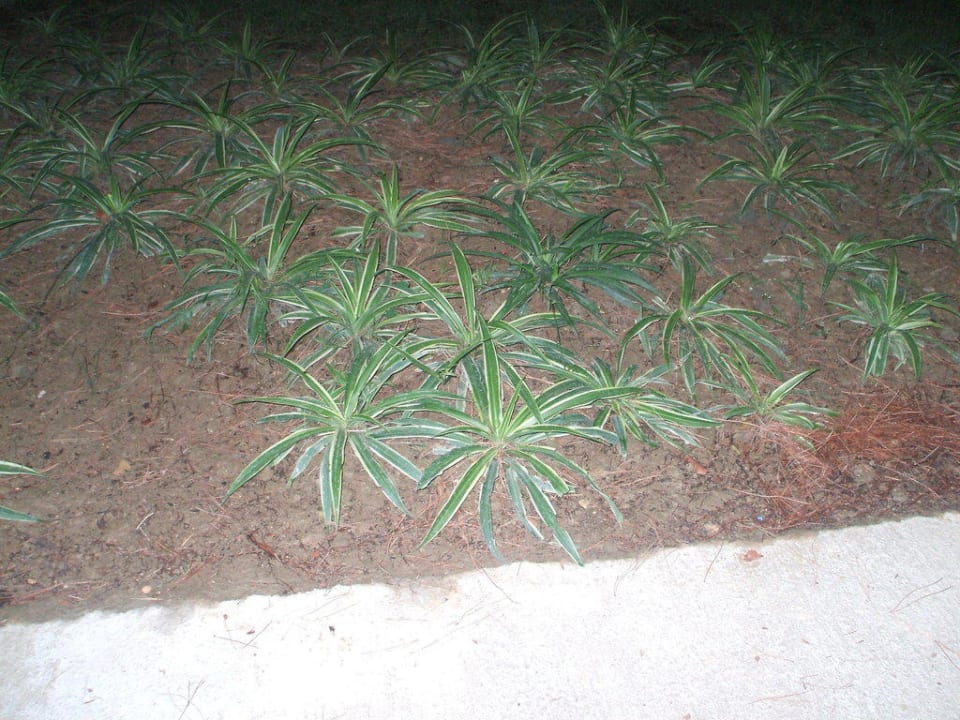 Grünanlage Marvida Family Eco