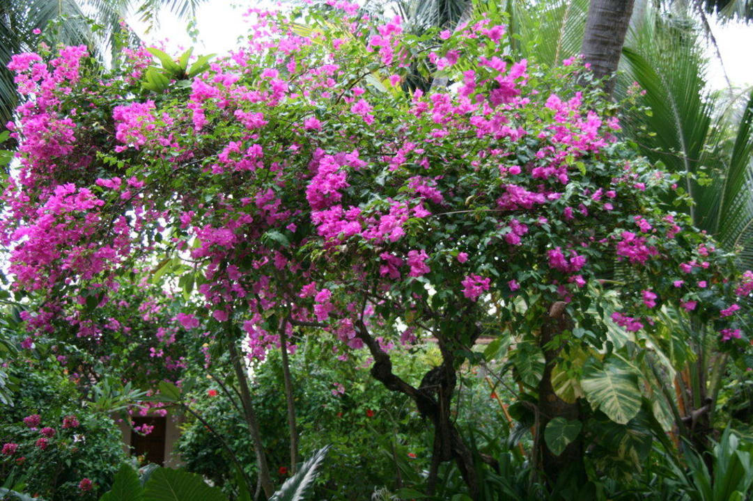 Auf der Insel Kuramathi Maldives