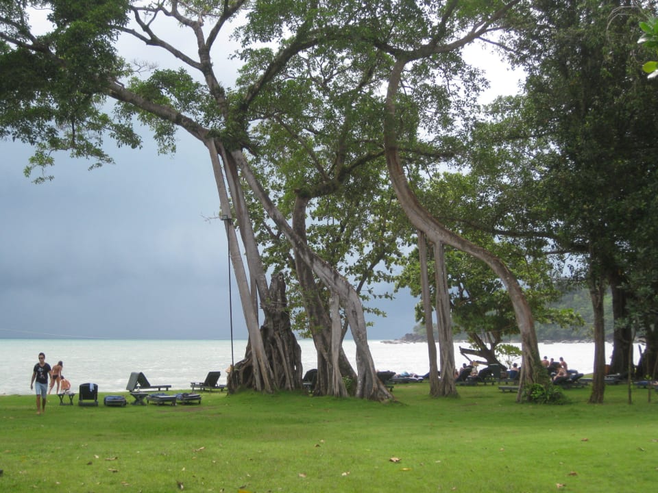 Baumbestand Khao Lak Merlin Resort