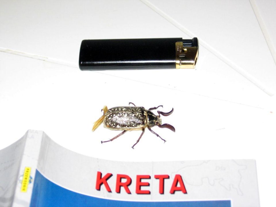 Wieczorni balkonowi goście Apartaments Catherine