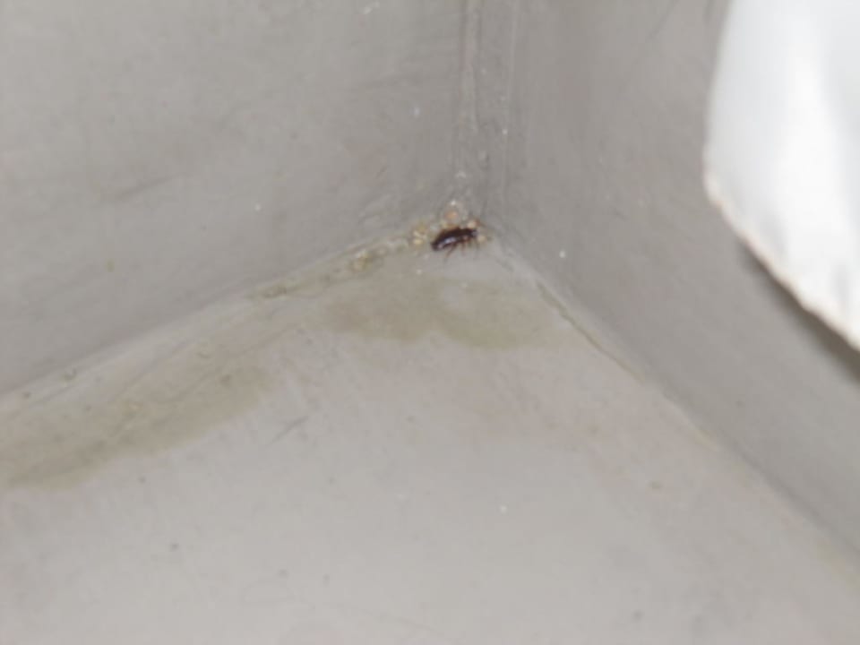 Nächtlicher Besucher des Badezimmers Hotel Rosamar Maxim - Adults only