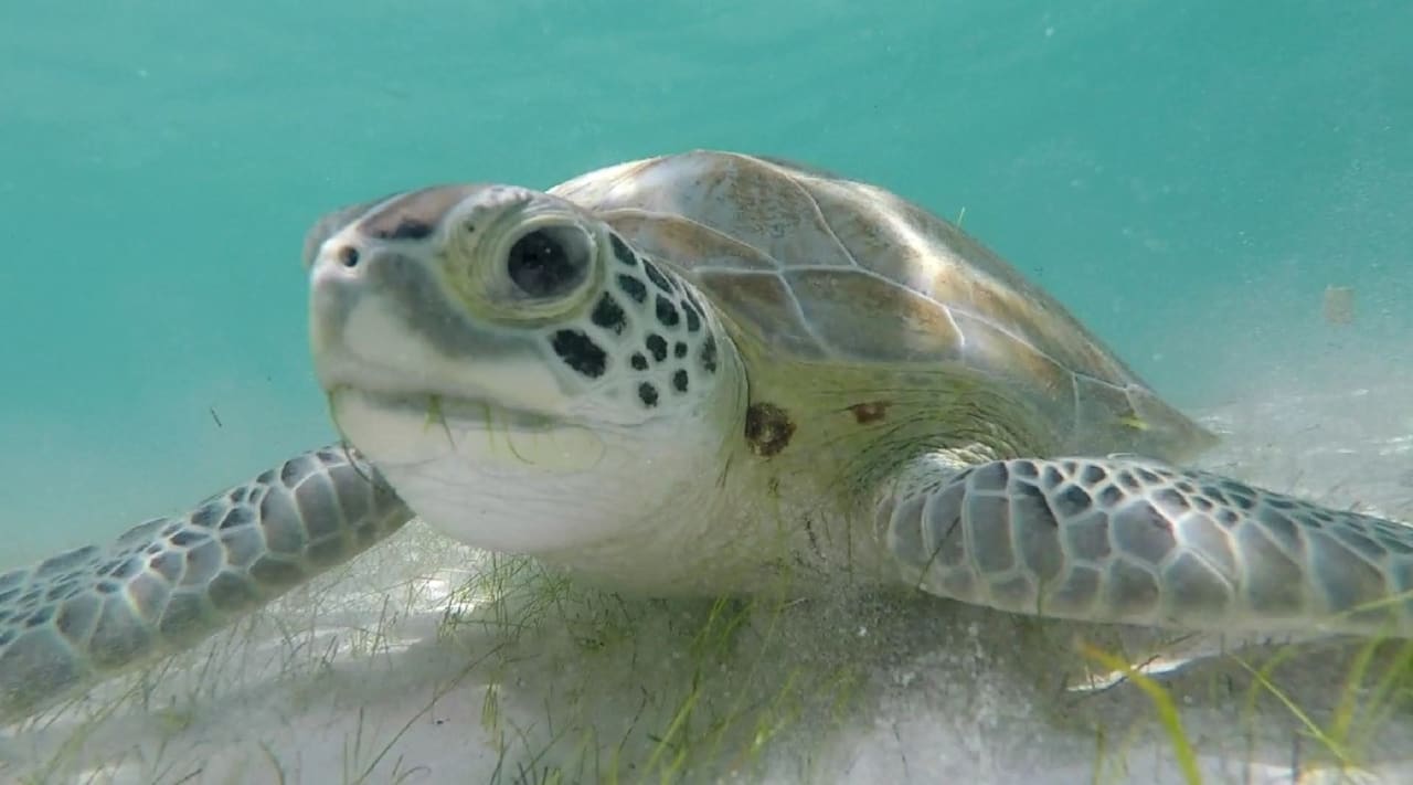 Sport & Freizeit Akumal Bay Beach & Wellness Resort