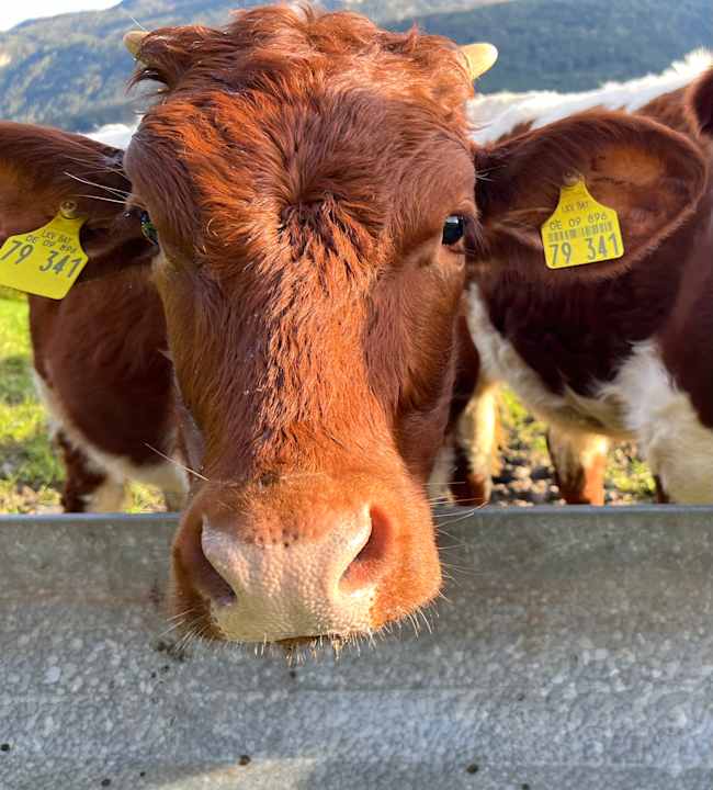 Außenansicht Ferienwohnung Möslerlehen