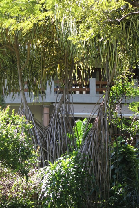 Hotel garden Capitán Suizo Beachfront Boutique Hotel