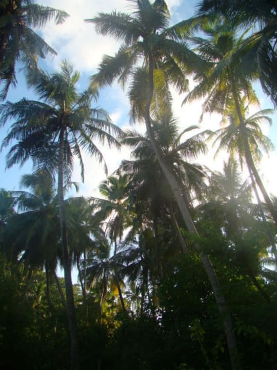 Kokospalmen Biyadhoo Island Resort