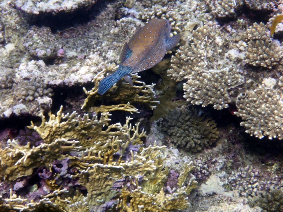 Strand Mövenpick Resort El Quseir