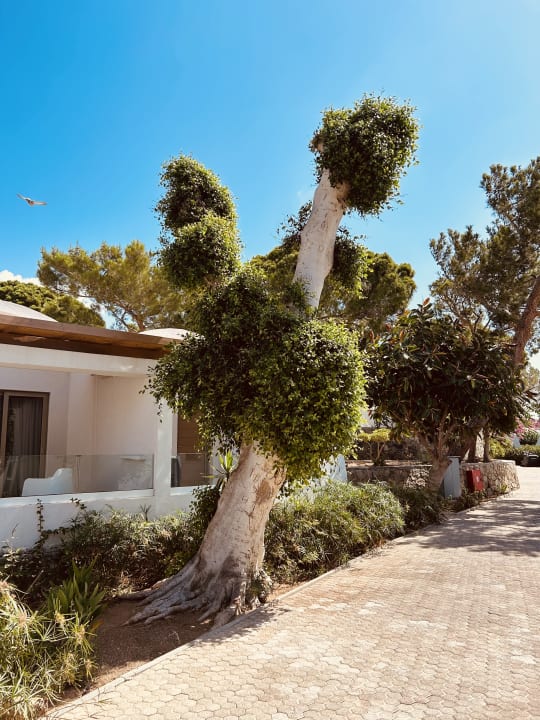 Gartenanlage Kakkos Beach Hotel