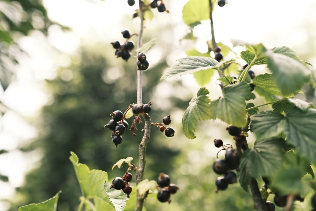 Gartenanlage Hotel Sturm Bio- & Wellnesshotel in der Rhön