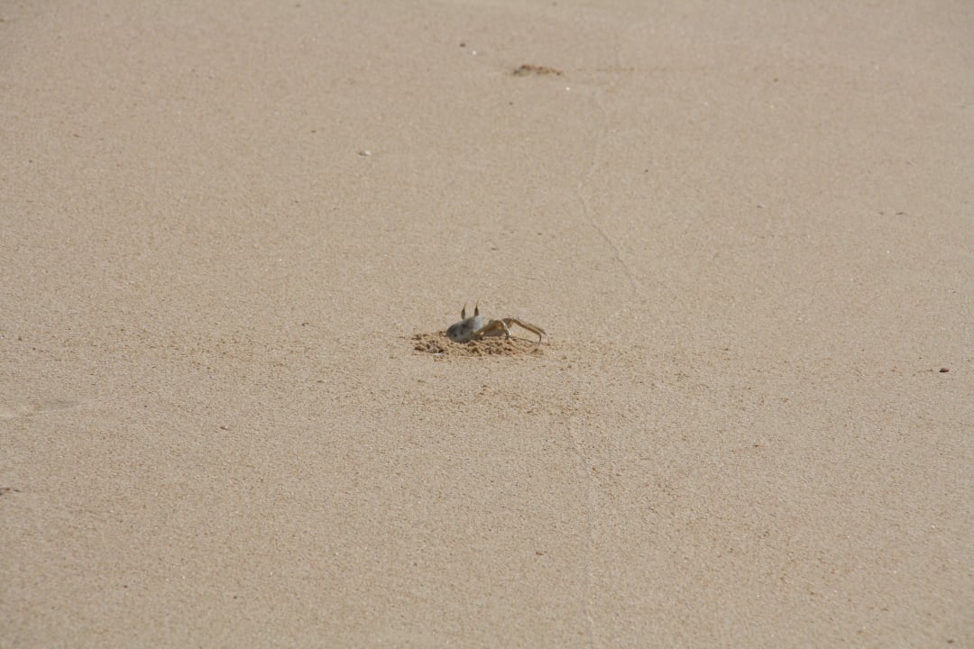 Lokalni plażowicze Hotel Riu Touareg