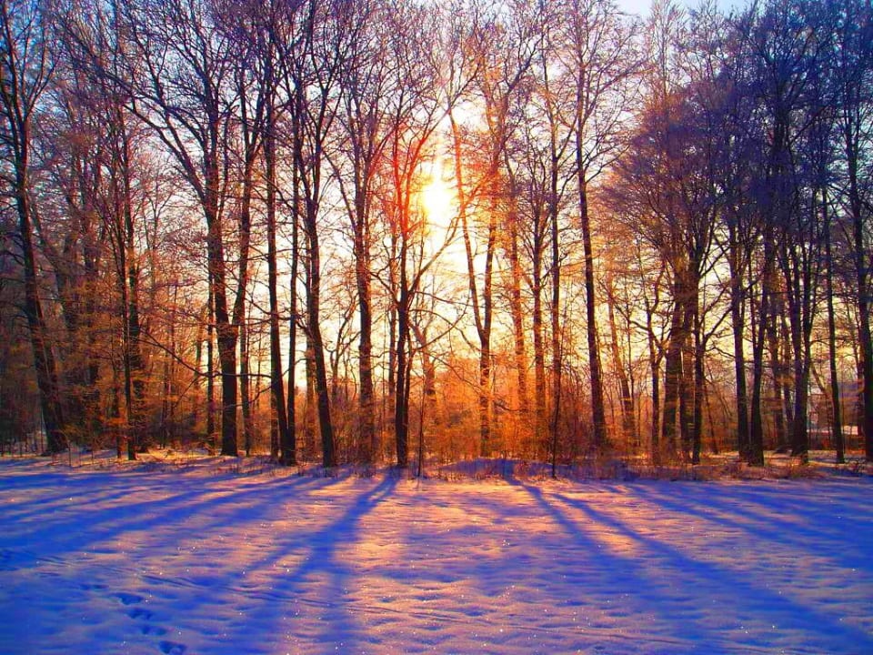 Park am Flair Hotel Luginsland im Winter Hotel Luginsland