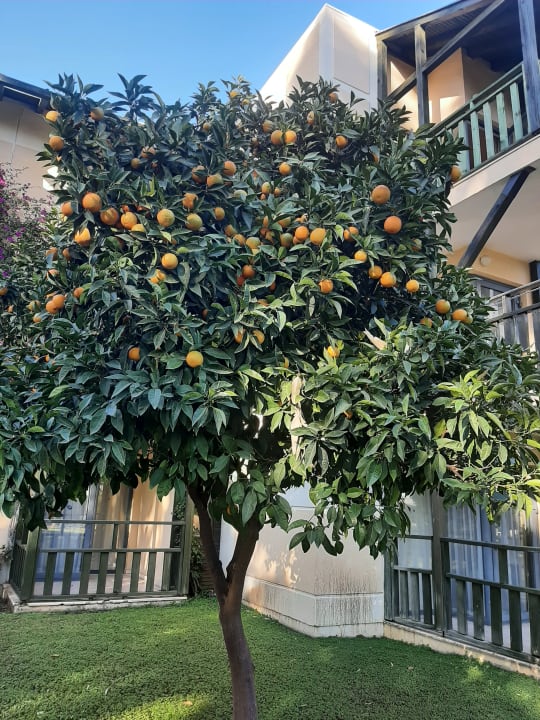 Gartenanlage Limak Limra Hotel & Resort