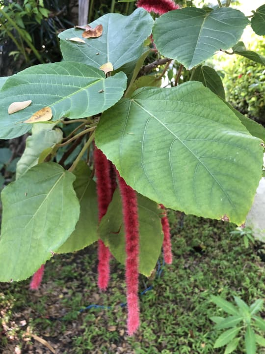 Gartenanlage Angaga Island Resort