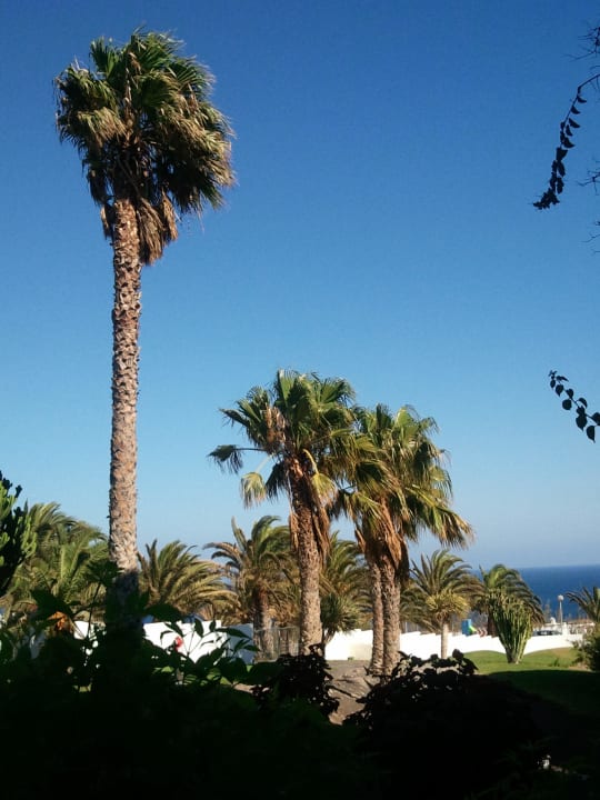 Blick vom Balkon in den Garten allsun App.-Hotel Esquinzo Beach