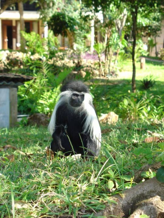 Colobus Affen Baobab Beach Resort & Spa