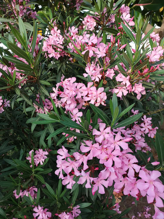 Garten The Orangers Beach Resort and Bungalows