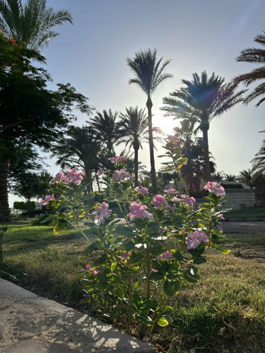 Gartenanlage Pharaoh Azur Resort