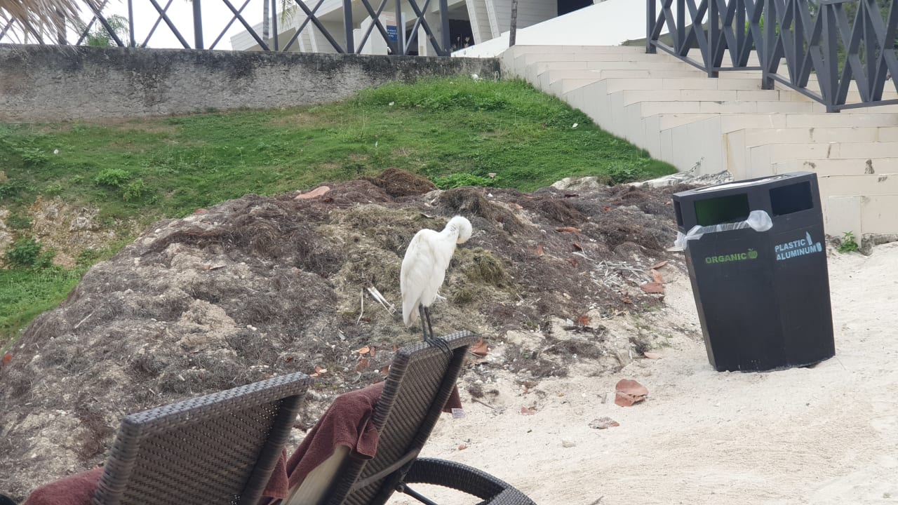 Strand Royalton Negril Resort & Spa