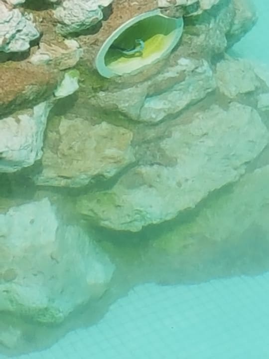 Pool Ghazala Gardens