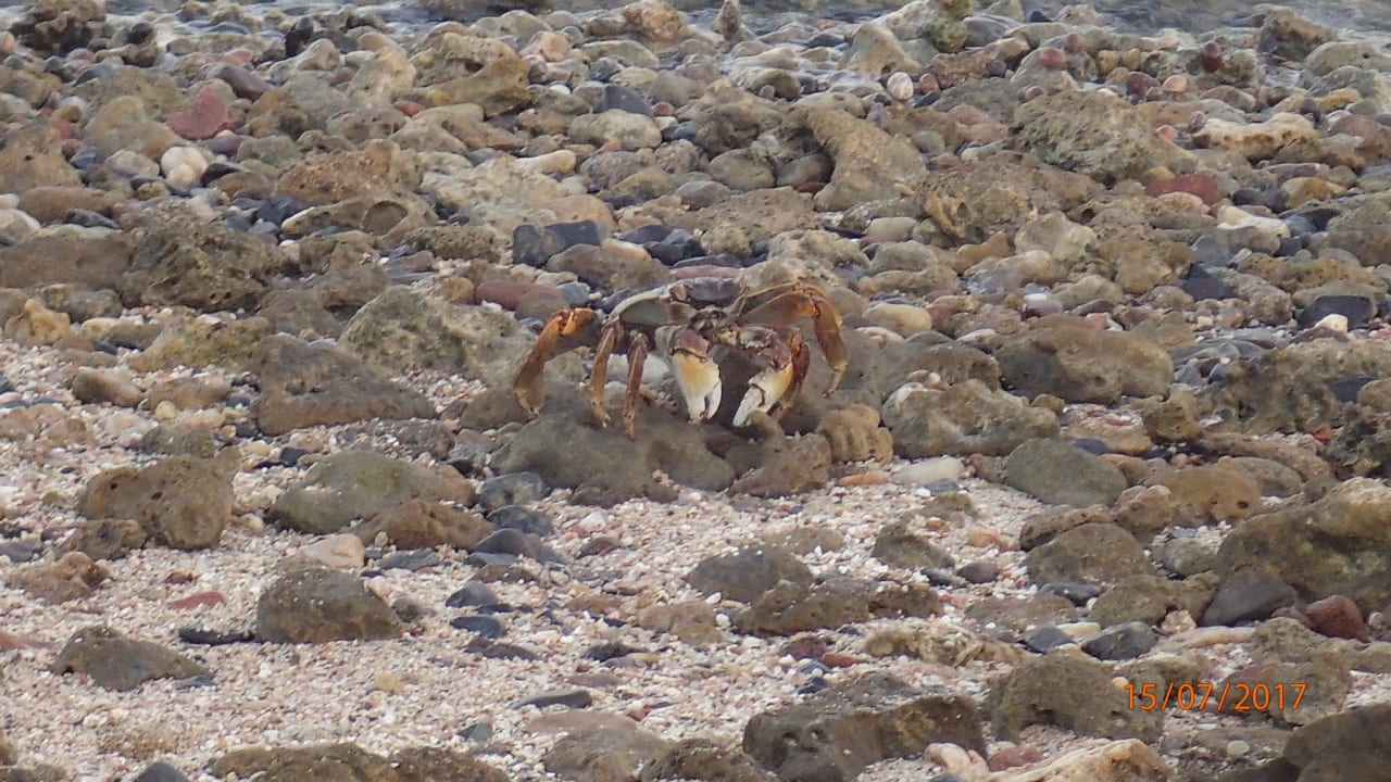 Strand Steigenberger Coraya Beach - Adults only