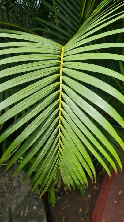 Gartenanlage Bull Costa Canaria & Spa - Adults only