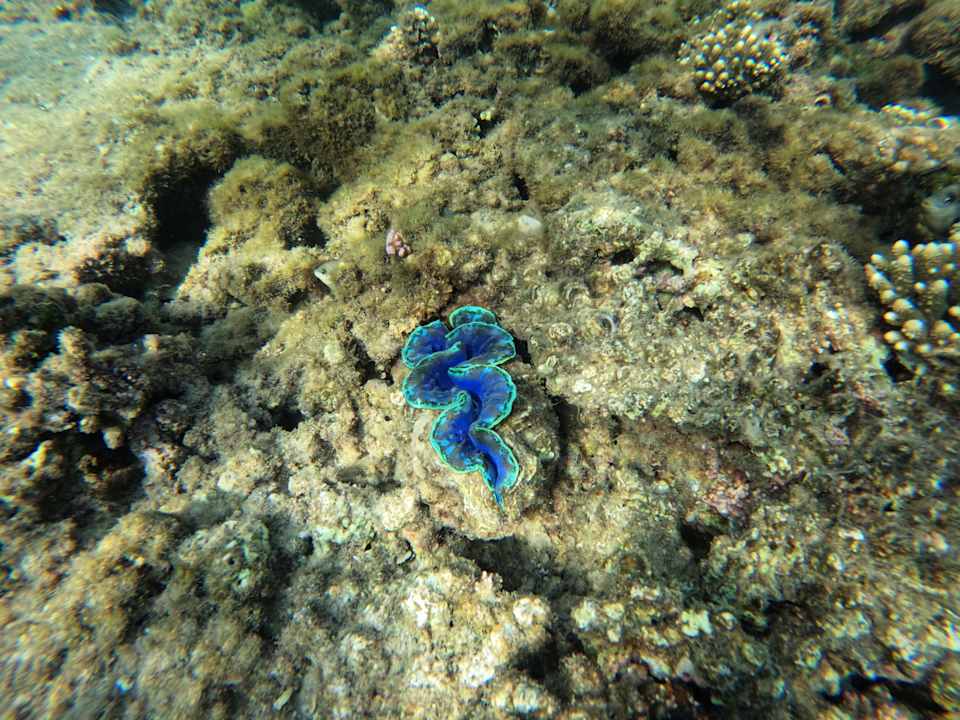 Sonstiges Jaz Makadina