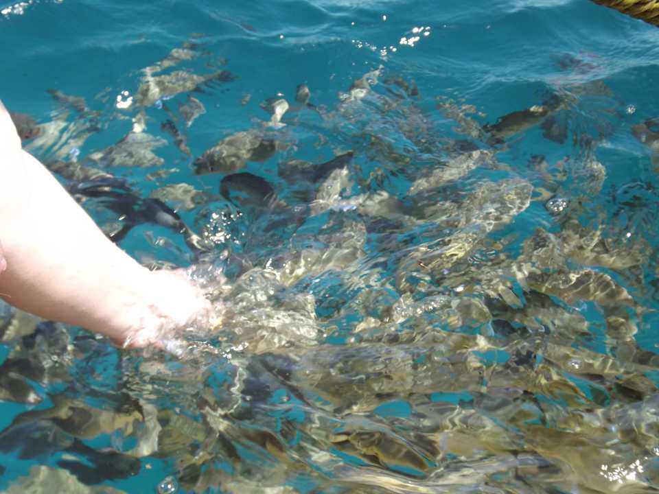 Fische füttern im Meer SUNRISE Holidays Resort (Adults Only)