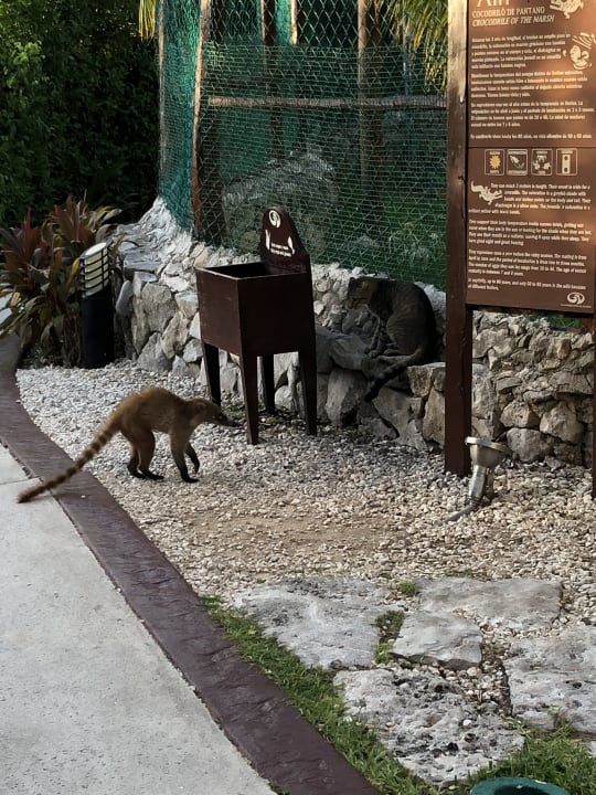 Gartenanlage Grand Palladium Kantenah Resort & Spa