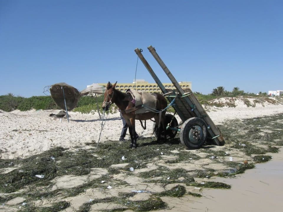 Osioł Ruspina Beach Resort
