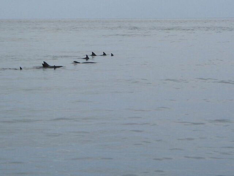 Delphine im Kanal Kuramathi Maldives